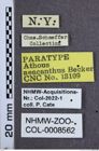 Etiketten zu Athous neacanthus (NHMW-ZOO-COL-0008562)